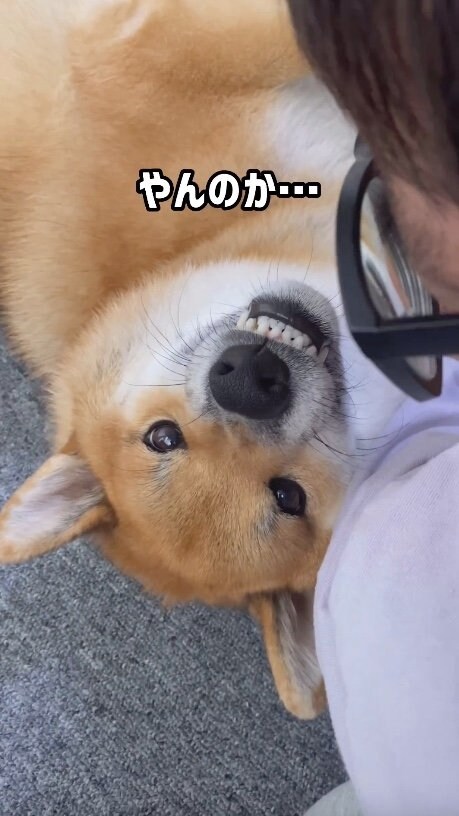 提供：柴犬ぽてとさん