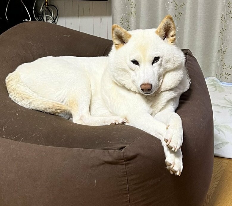 クッションの上でモデルのようなポーズ