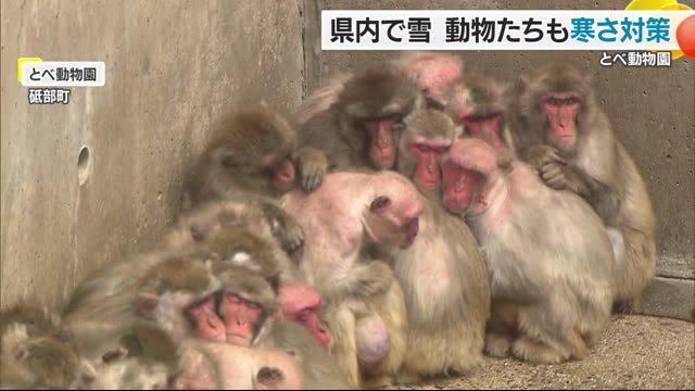 強い寒気…動物たちも「寒い」とべ動物園では“サル団子”南国の動物には暖房器具【愛媛】