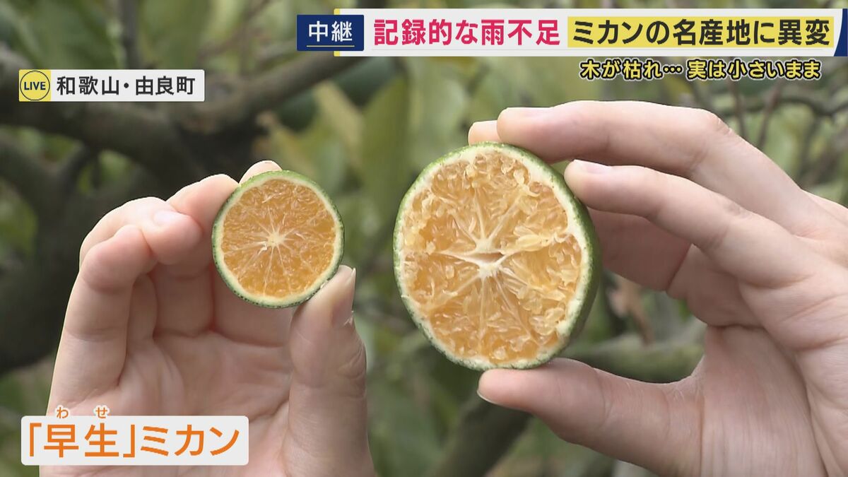 みかんが”すだちサイズ”の「3S」に…農家が悲鳴「今までにない」 和歌山