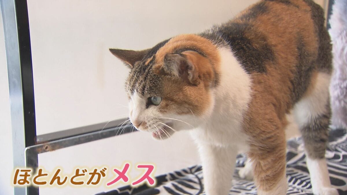 あなたは知ってる？三毛猫はほとんどメス 「ネコに負担をかけ