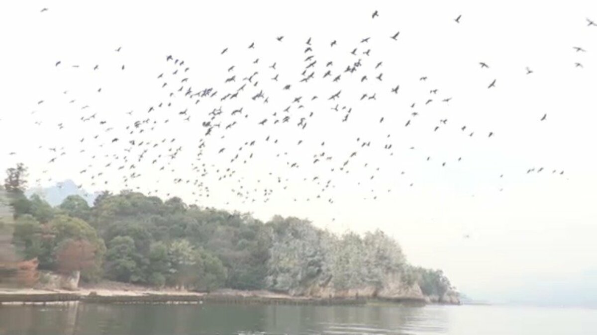 黒いギャング”カワウの大群が世界遺産に飛来し大量のふん 「臭いひどい