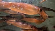 【函館スルメイカ漁】解禁日から“9日遅れ”で初水揚げも…漁獲量は『過去最低』の約100キロ「燃料代にならないな」漁師から落胆の声―初競りはご祝儀相場で1キロ1万2000円〈北海道函館市〉