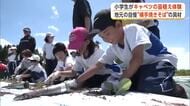 横手やきそばに欠かせない「キャベツ」、児童が苗植えに挑戦　おいしく育つよう願い込め作業に汗　秋田