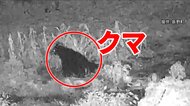 クマがゆっくりと現れ…トウモロコシ食い荒らす　対策員「成功体験をすると、他の場所にも次々と」　県内ではニワトリ23羽が襲われる被害も　先月は同じ養鶏場で26羽が