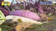 約５００年前から栽培　西都市の伝統野菜「米良大根」　小学生が収穫体験