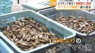 有明海の名物「アゲマキ・タイラギ」が消えた　休漁続く二枚貝の今【佐賀県】