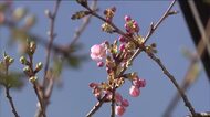 一足早く春の訪れ　河津桜が咲き始める　福島・いわき市小名浜の法船寺　例年より2週間早く