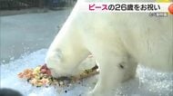 人工哺育で国内最長を更新中　ホッキョクグマ「ピース」２６歳に　とべ動物園で誕生会【愛媛】