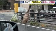 最初は「ダチョウが徘徊」通報も脱走していたのは「エミュー」　道路を悠々と歩き…人に近づいていく様子も　街の人や防犯カメラがとらえた一部始終　約2時間後に捕獲「今後は扉に鎖」飼育の移動動物園は謝罪