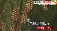 花粉症の効果的な対策や注意点を医師が解説　福井の有病率は全国ワースト12　発症が低年齢化…子供の花粉症も増加