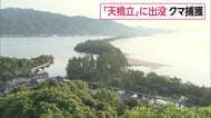 京都・天橋立を一時封鎖　クマ1頭が出没　麻酔銃使い捕獲し殺処分　体長137センチ、体重97キロのオスのツキノワグマ