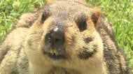 SNSで人気沸騰！ ずんぐりとした姿が愛らしくて目が離せない 「ヒマラヤマーモット」が長崎バイオパークに仲間入り　国内の動物園での公開は初