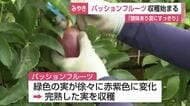 「夏に食べると体がすっきり」パッションフルーツ収穫始まる　みやき町で今年も1万個の見込み【佐賀県】