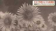 まるで写真！精巧な仕上がりの「鉛筆画」富山市ガラス美術館で作品展