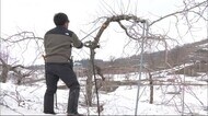 雪解けとともに明らかに 枝折れ被害甚大でリンゴ収量半減か 秋田・横手市