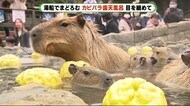 「めちゃめちゃ癒されます」 “冬の風物詩”カピバラの露天風呂始まる 静岡・伊東市