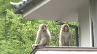 サルが至近距離で威嚇…住宅地、子どもが遊ぶ公園に出没　GPS付け被害防げ　住民ら63人「追い払い隊」結成