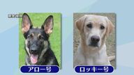 「頭が良く冷静沈着、人懐っこく好奇心旺盛」大分県警初の2匹の“直轄警察犬”期待のルーキーの訓練を取材【大分発】