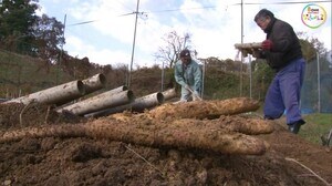 粘りと風味に特徴 長さ50センチ超え 津山特産の自然薯収穫始まる【岡山・津山市】