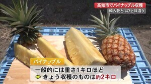 どうしてこんなに甘いの? 高知県産のパイナップル収穫始まる 【高知】