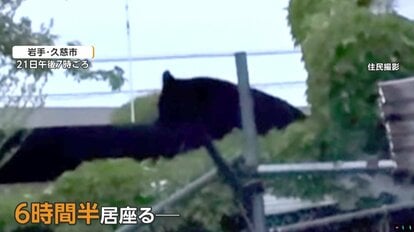 猫まで食べるのか」飼い猫「タマ」をクマが襲撃 家のそばで死骸