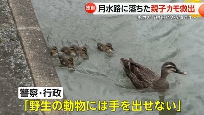 【独自】自力で抜け出せない…用水路に落ちた“親子カモ”　男性と取材班、2時間かけ救出に成功　佐賀市