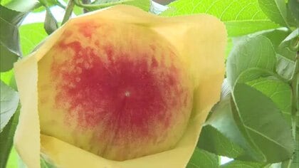 たわわに実った一足早い夏の味覚をお届け…県内唯一の温室モモ「はなよめ」の収穫始まる【岡山・勝央町】