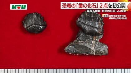 国内初！世界でも稀な発見か…草食恐竜「鎧竜」の歯の化石2点を公開　約8千万年前の地層に違う種類を発見