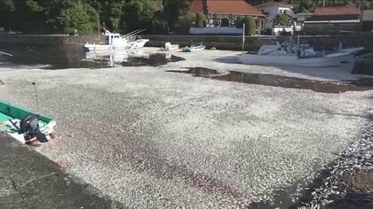 海一面に“死んだ魚”30トン以上か…イセエビ漁休業で1日数百万円の損失も　全国で相次ぐ魚の“大量漂着”