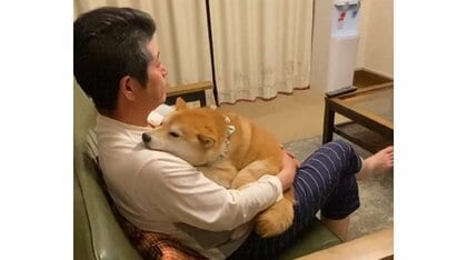 「至福の時間」パパにぴったり身を委ねる柴犬のリラックス姿がかわいい…まるで恋人同士？普段の仲を聞いた