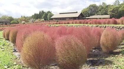５７００本 コキアの紅葉がまもなく見ごろ 猛暑の年でも鮮やかに色づく〈宮城・川崎町〉