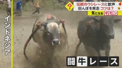 伝統の“ウシレース”に歓声　泥を跳ね上げ田んぼを疾走　騎手が牛を操りスピード競う　インドネシア
