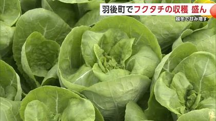 小ぶりでも甘さは十分　早春の味覚「フクタチ」の収穫盛ん　期間限定の野菜「ぜひ食べて」　秋田・羽後町