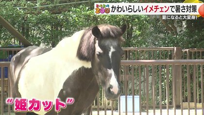 “夏限定”の姿を見逃すな！動物たちの驚きの変身に迫る　人気キャラクターとのコラボグッズも登場【愛媛発】