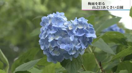 恋が叶うかも？ハート形のアジサイ　126種類、約2万8000本のアジサイが梅雨を彩る　宮崎県都城市