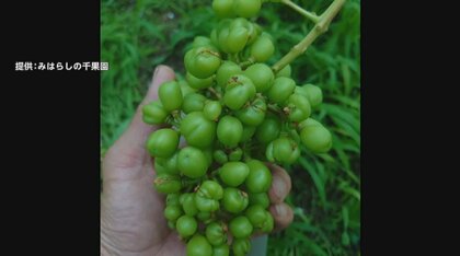 売り物にならない…「シャインマスカット」に深刻な“異変”　不揃いで変形も…原因不明の“未開花症”発生