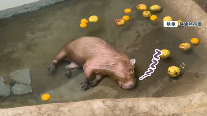 カピバラがユズ湯で“寝落ち”！？「奇跡の瞬間」に驚きの声