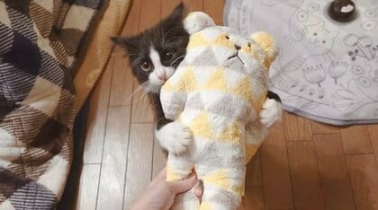 欲しがっていた“ぬいぐるみ”をプレゼント！子猫の可愛い反応に93万回再生…その後の成長を聞いた【今年私バズりました】