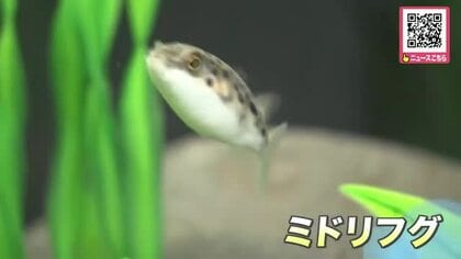 「一番はやい子が好き」「かわいい小さくて」子どもたちが水槽に夢中―春休みに親子で！新さっぽろサンピアザ水族館「春をいろどる熱帯魚展」開催…春を先取りした色鮮やかな姿を楽しめる_北海道札幌市