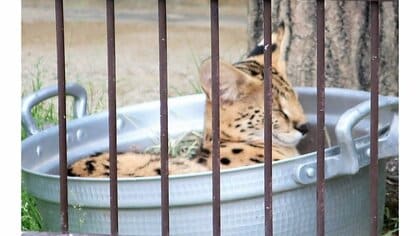 ねこ鍋ならぬ“サーバル鍋”に癒される…ネコ科はやっぱり狭い場所が好き？飼育員に聞いた