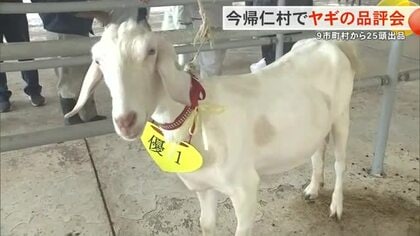 今帰仁村でヤギの品評会　体の大きさや肉付きの良さなど審査
