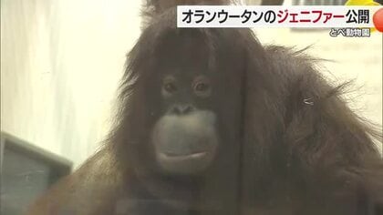 インドネでシアから“嫁入り”オランウータン「ジェニファー」とべ動物園で４日から一般公開【愛媛】