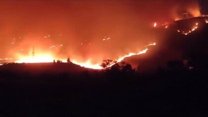 猫の尻尾に可燃性の布　イタリア南部カラブリア州の山火事で放火手口か