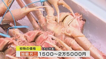 去年は“500万円”の初物ズワイガニ「輝」 “見た目”も重視 注目の価格