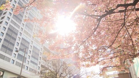 「汗かいちゃった」半袖の人も…東京25度超で5月上旬並み　ポカポカ陽気も強風　関東で2年ぶりの春一番　賑わうイチゴ狩りや河津桜