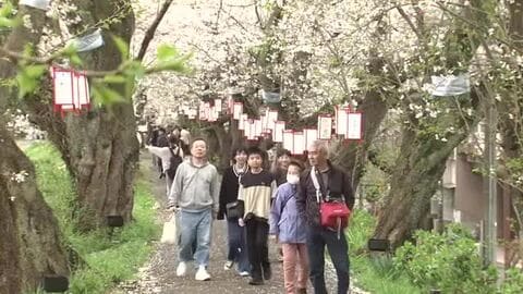 桜の名所・花見客でにぎわう　福井市・足羽河原「まだ楽しめる」　“春の嵐”から一転、日差しも