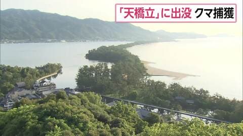 京都・天橋立を一時封鎖　クマ1頭が出没　麻酔銃使い捕獲し殺処分　体長137センチ、体重97キロのオスのツキノワグマ