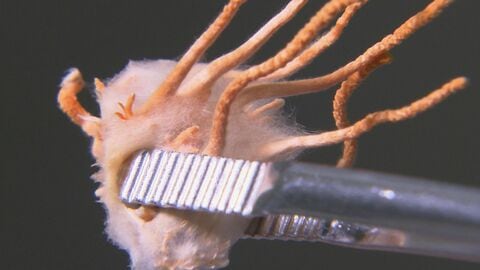 『カイコで世界を変える』“蚕の力”で世界初のワクチン開発へ 九州大発ベンチャー『ノロウイルス』撲滅へ【福岡発】