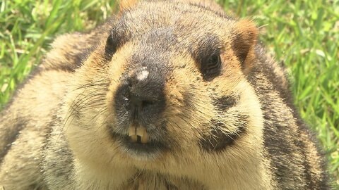 SNSで人気沸騰！ ずんぐりとした姿が愛らしくて目が離せない 「ヒマラヤマーモット」が長崎バイオパークに仲間入り　国内の動物園での公開は初